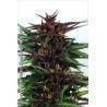 legend