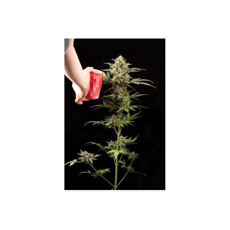 HAZE AUTO