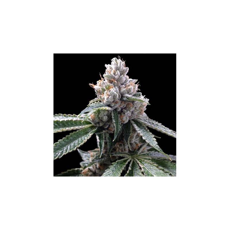 legend