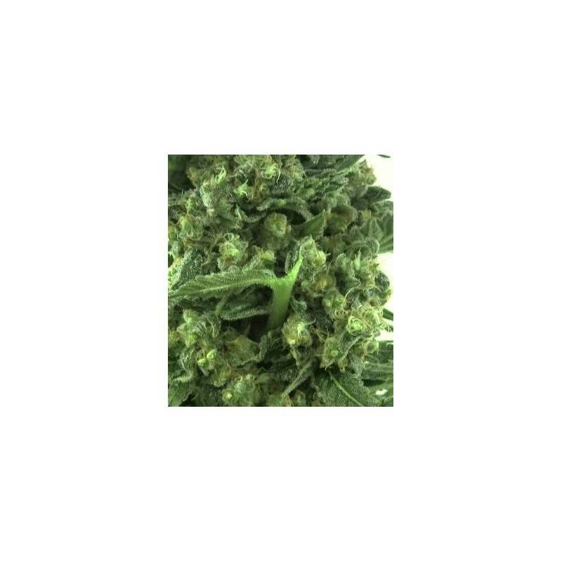 AUTO CRITICAL 2.0