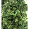 AUTO CRITICAL 2.0