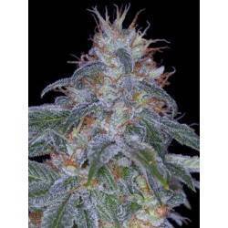 legend
