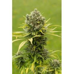 DINAMED CBD PLUS