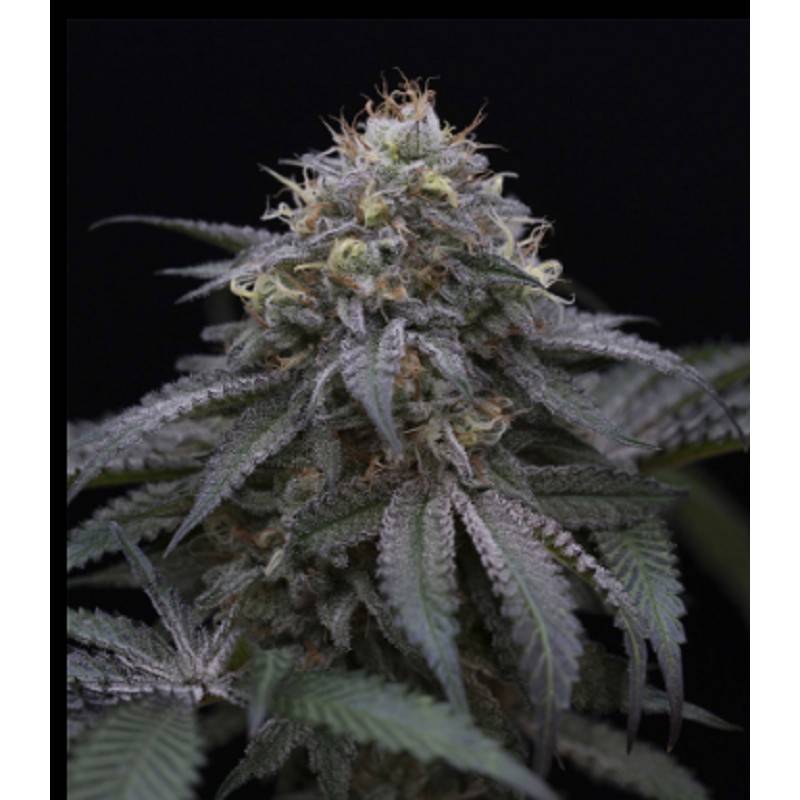 SUGAR BREATH · Humboldt Seeds Organization · cannabis seeds · Fem