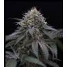 SUGAR BREATH · Humboldt Seeds Organization · cannabis seeds · Fem