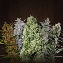 Female Mix · Advanced Seeds · kenevir tohum · Disi · Fem