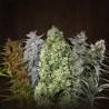 Female Mix · Advanced Seeds · kenevir tohum · Disi · Fem