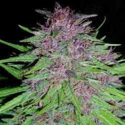ErdPurt · Ace Seeds ·...