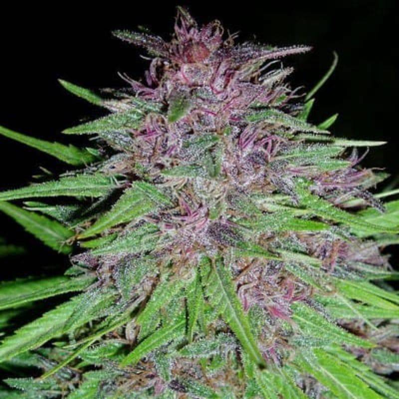 ErdPurt · Ace Seeds · kenevir tohum · Disi  · Fem
