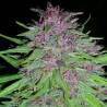 ErdPurt · Ace Seeds · kenevir tohum · Disi  · Fem