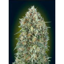 Auto Gelatto 33 · Advanced Seeds · cannabis seeds · AutoFem