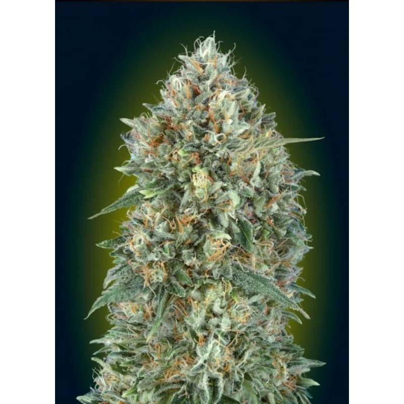 Auto Gelatto 33 · Advanced Seeds · kenevir tohum - disi · AutoFem