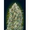 Auto Gelatto 33 · Advanced Seeds · kenevir tohum - disi · AutoFem
