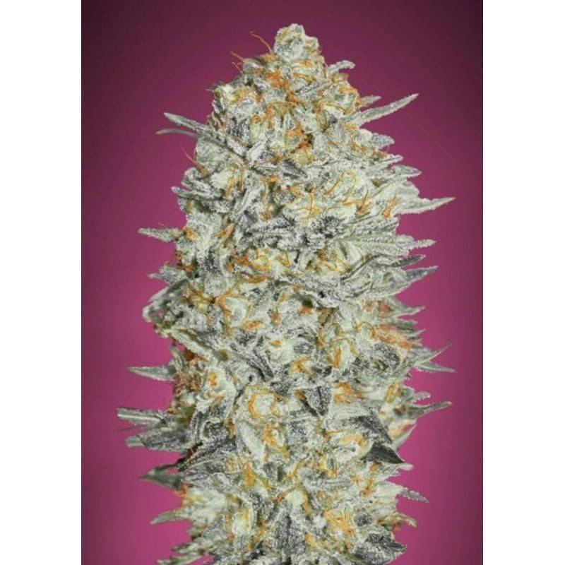 Gelato 33 · Advanced Seeds · kenevir tohum - disi · Fem