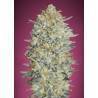 Gelato 33 · Advanced Seeds · kenevir tohum - disi · Fem
