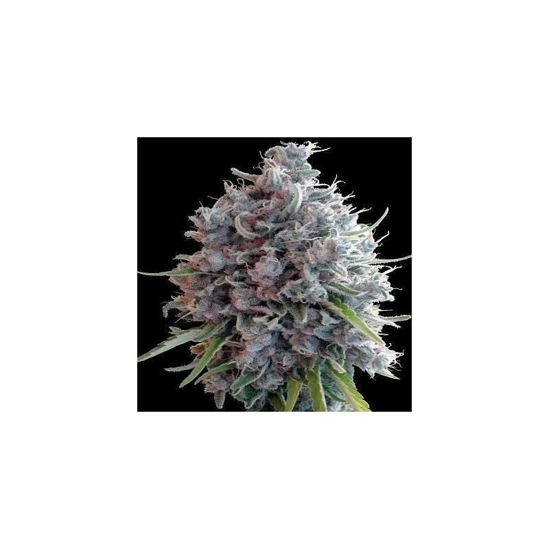 Killer A5 Haze · Ace Seeds · kenevir tohum · Disi  · Fem