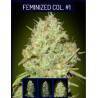 Feminized Col 1 · Advanced Seeds · kevenir tohum · Disi · Fem