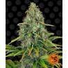 BLUEBERRY CHEESE AUTO · Barneys Farm · kenevir tohum · AutoFem