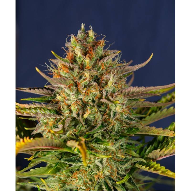 AUTO CREAM MANDARINE AUTO CREAM MANDARINE