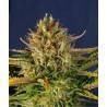AUTO CREAM MANDARINE XXL