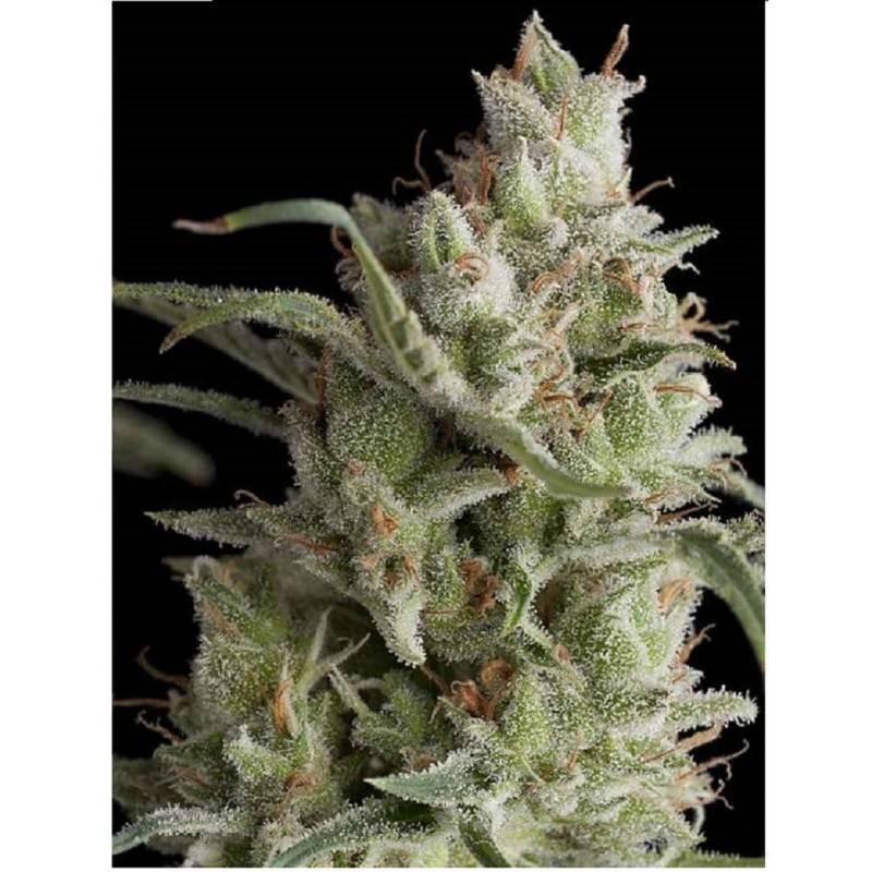 AUTO OG KUSH AUTO OG KUSH