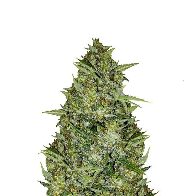 AUTO AK 47 AUTO AK 47