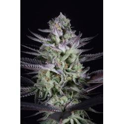 BLUEBERRY COOKIES