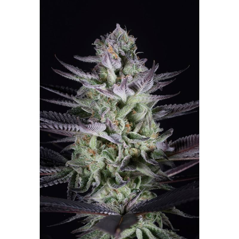 BLUEBERRY COOKIES