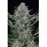 COOKIES AUTOFLOWERING