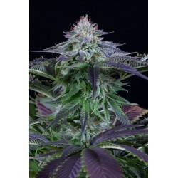DINAMED KUSH CBD AUTO