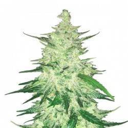 CBD Auto 1:1 (CBD Crack) · FastBuds Seeds · cannabis seeds · AutoFem