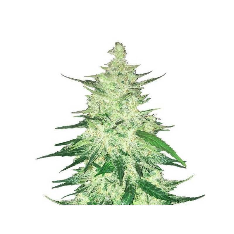 CBD Auto 1:1 (CBD Crack) · FastBuds Seeds · cannabis seeds · AutoFem