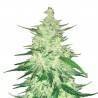 CBD Auto 1:1 (CBD Crack) · FastBuds Seeds · cannabis seeds · AutoFem