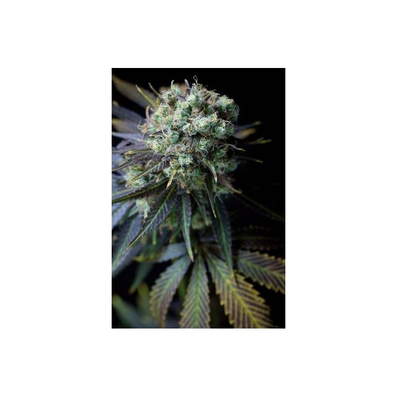 CRITICAL +  AUTO · Dinafem · cannabis seeds · AutoFem