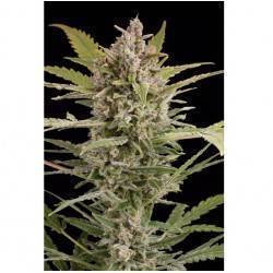 CRITICAL + 2.0 AUTO