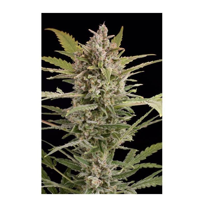 CRITICAL + 2.0 AUTO