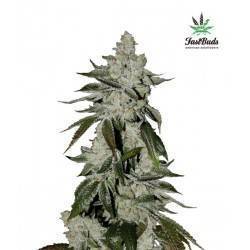 Girl Scout Cookies Auto