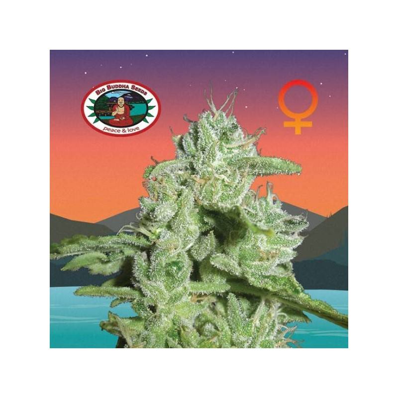 CALIFORNIA ORANGE CHEESE CALIFORNIA ORANGE CHEESE