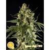 LEMON AUTO CBD