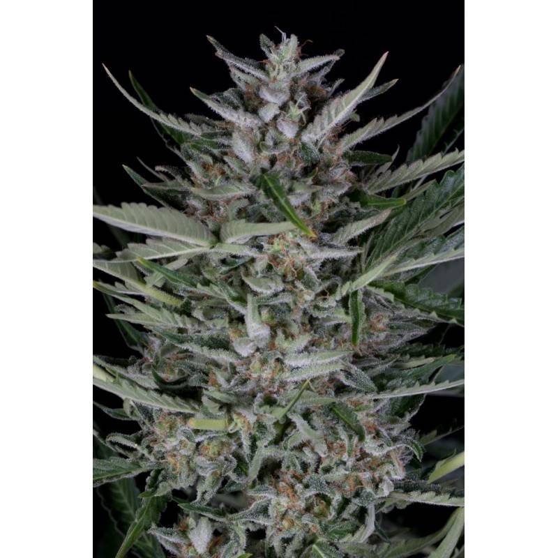Gorilla Auto · Dinafem · kenevir tohum · Disi · AutoFem