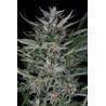 Gorilla Auto · Dinafem · kenevir tohum · Disi  · AutoFem