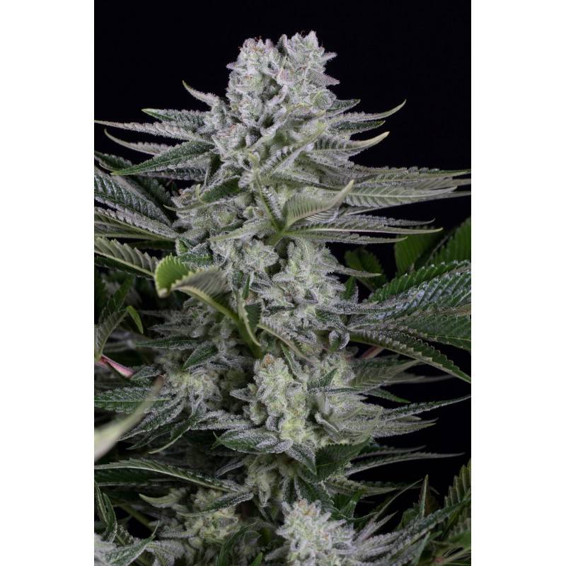 Gorilla CBD · Dinafem · kenevir tohum · Disi  · Fem