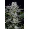 Gorilla CBD · Dinafem · cannabis seeds · Fem