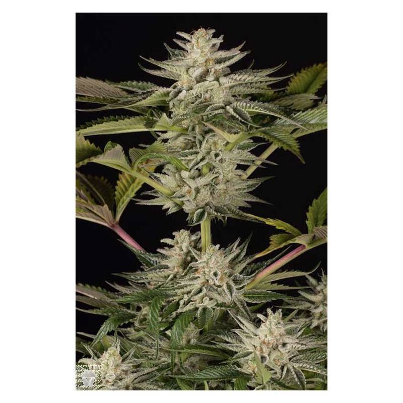 OCEAN GROWN COOKIES