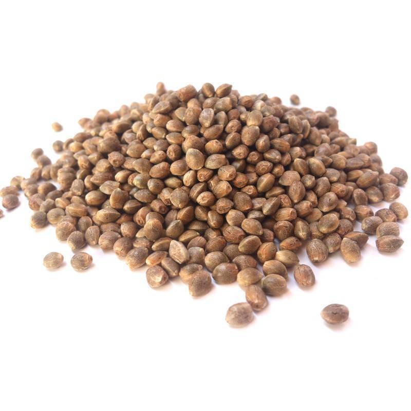 Feminized cannabis seed