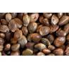 Autoflowering cannabis seed
