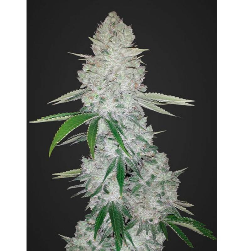 GORILLA GLUE AUTO · Dr Green Seeds · bulk cannabis seeds · AutoFem