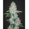 GORILLA GLUE AUTO · Dr Green Seeds · bulk cannabis seeds · AutoFem