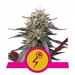 GREEN CRACK PUNCH · Royal Queen Seeds · cannabis seeds · Fem