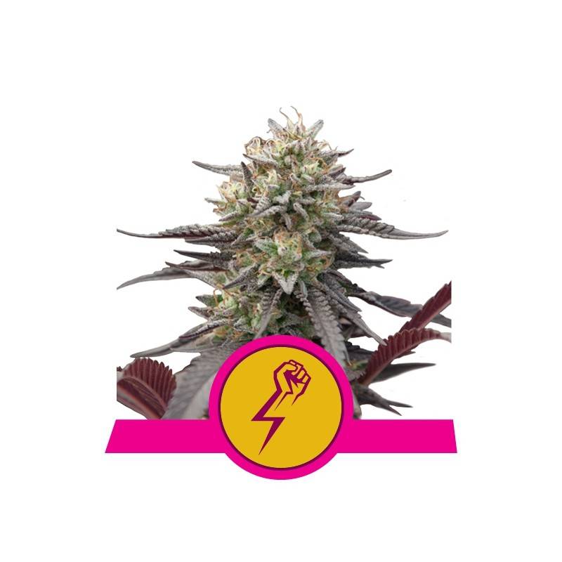 GREEN CRACK PUNCH · Royal Queen Seeds · kenevir tohum · Disi · Fem